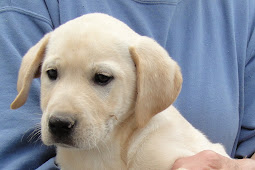 rescue puppies Puppies cockapoo rescue dogs cockapoos popularity
increased increase led