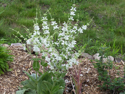 Salvia argentea - Silver sage care and culture