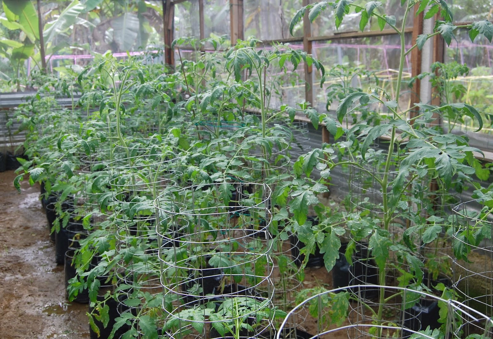 Cara Merawat Tanaman Dan Aneka Tanaman Hias Media Tanam 