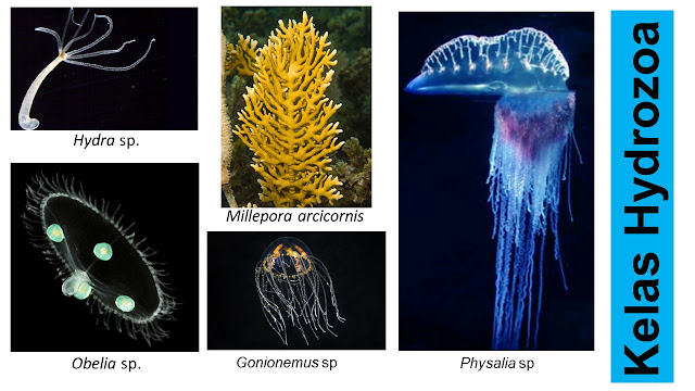 kelas Hydrozoa