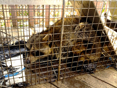 Rocky Raccoon, Ramona, and Beezus the raccoon family exiled from Hickory, NC