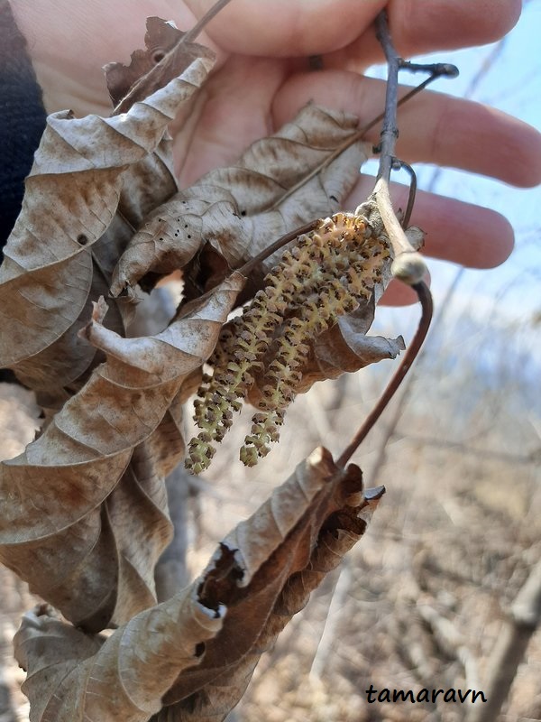 Лещина разнолистная / Орешник разнолистный (Corylus heterophylla)