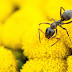 Insect Macro Wallpapers