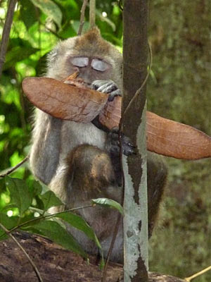 Long-tailed Macaque (Macaca fascicularis) feeding on Dipterocarp fruit