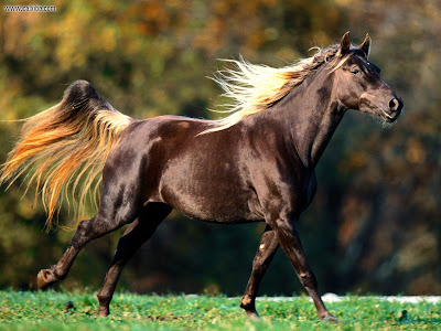 wallpaper horse. Horse Wallpapers, Photos