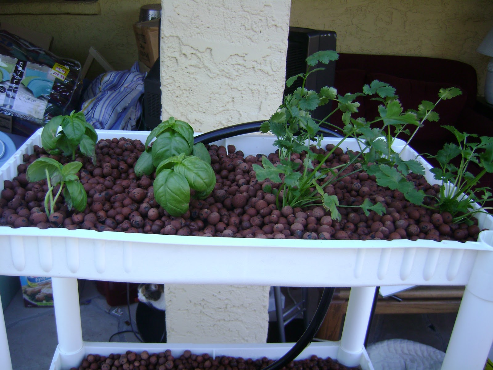 Beginning Aquaponics