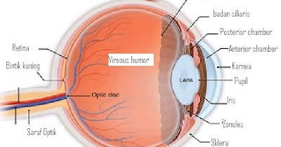 anatomi dan patofisiologi Mata