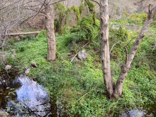 Invasive cape ivy (Delairea odorata) in a riparian setting along Fish Canyon Trail, Angeles National Forest