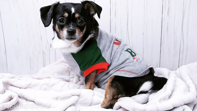 Merry & Bright Holiday "Merry and Bright" Pet Tee