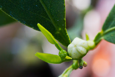 ArcticFrost mandarin