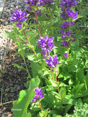 pleated gentian, Gentiana affines