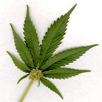 marijuana wallpaper. house Smoke weed, Grow big