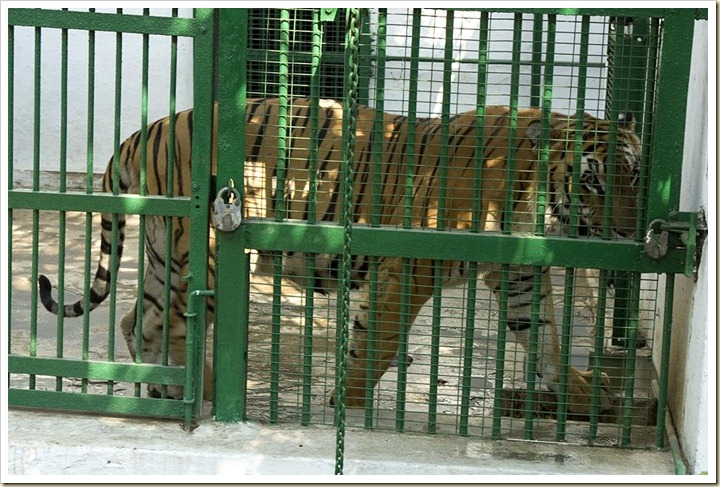 TigerInCage