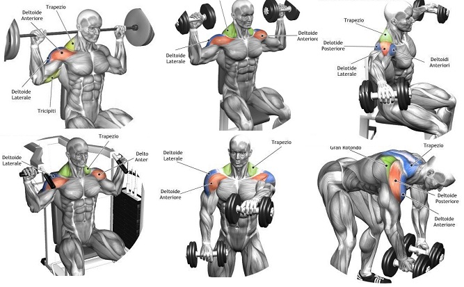 Best Shoulder Workouts For All of You - Bodydulding
