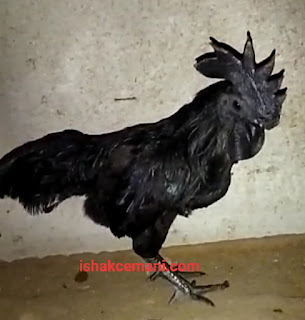 Ayam Cemani Berkwalitas Super