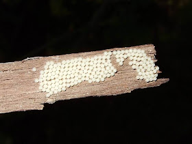 Moth Eggs