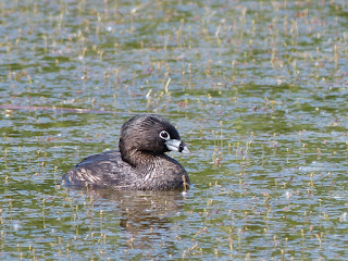 Podilymbus podiceps - Grèbe à bec bigarré - Grèbe à gros bec - Grèbe à bec cerclé 