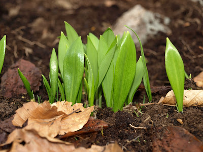 An image of the tips of wild garlic plants emerging out of the ground.