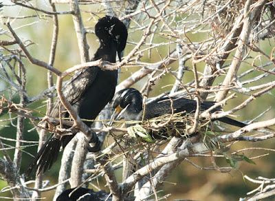 Neotropic Cormorant (Phalacrocorax olivaceus)