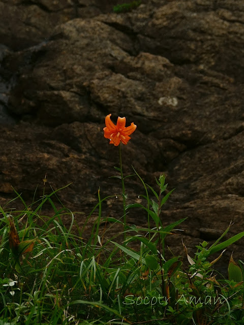 Lilium medeoloides