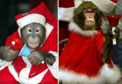 Animals Christmas Funny Animals Santa Hat Pics and Pictures