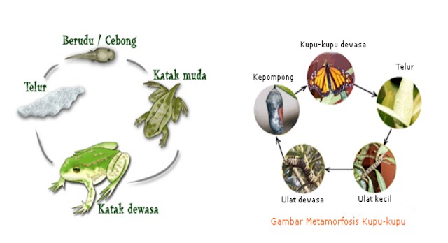 Metamorfosis Sempurna dan Tidak Sempurna Pada Serangga 