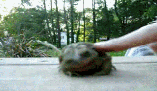 tickling turtle, funny gif turtle, funny gif 