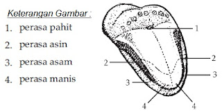 Gambar Lidah