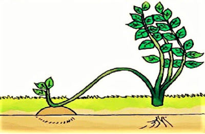  Bisakah kamu sebutkan cara perkembangbiakan vegetatif buatan pada  5+ Cara Perkembangbiakan Vegetatif Buatan (Gambar Lengkap)