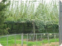 A kiwifruit vine