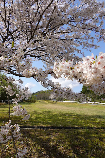 鳥取県西伯郡南部町鶴田　とっとり花回廊　外駐車場の桜