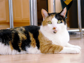 Gambar kucing calico