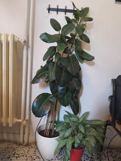 Elevate Your Home with the Magic of Tall Indoor Plants best tall indoor plants