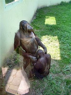 funny animal sex - gambar hewan yang sedang berhubungan seks - munsypedia.blogspot.com