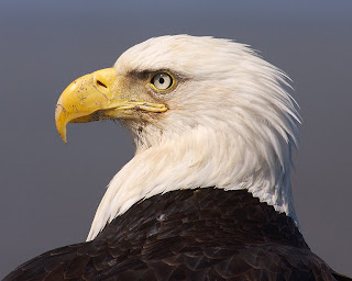 Eagle - USA symbol