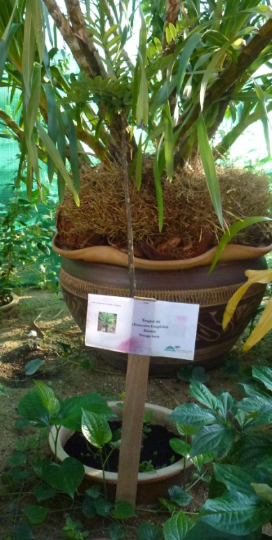 Ide 23+ Taman Herba