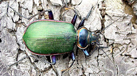 buscador de fuego Calosoma scrutator