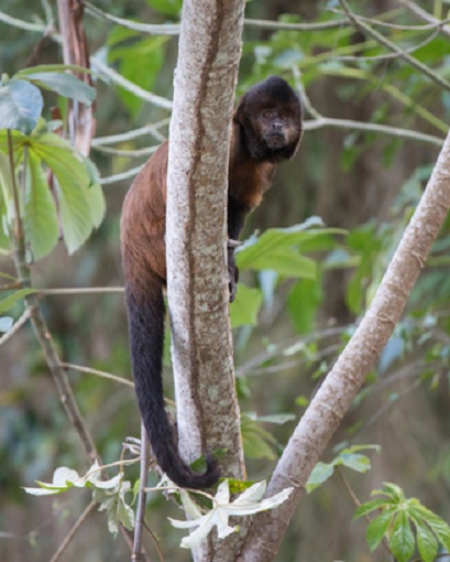 O inteligente e hábil macaco-prego-de-crista, pouco estudado e em perigo de extinção