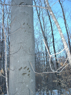 Bear claw marks, Big Island Lake Wilderness Area MI