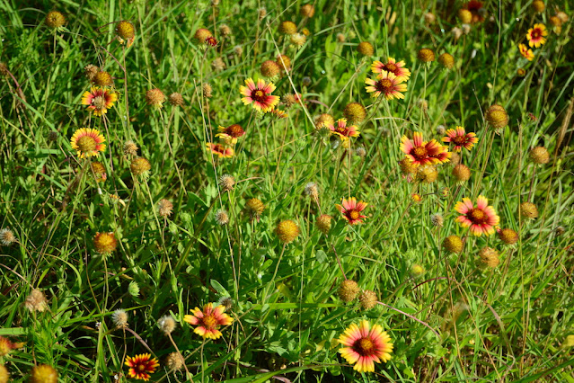 Gaillardia pulchella