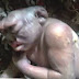 Baby with two horns born in Osun State.