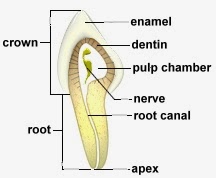 cross section of tooth