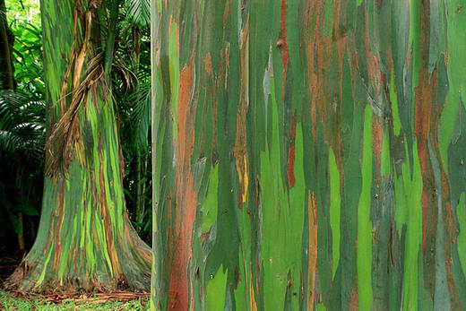 Pohon penuh warna  Eucalyptus Deglupta Si Budi