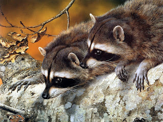 Raccoons image