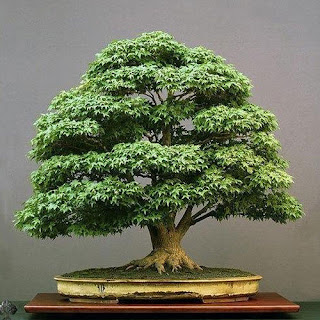 bonsai tree price in india