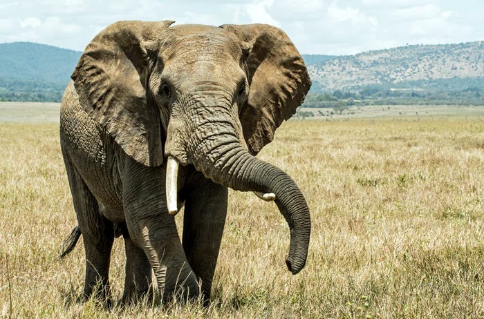 فيل ضخم مع ابياب ضخمة
