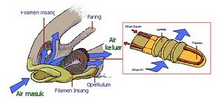 jEn Samaku Sistem  Pernapasan  Pada Ikan 