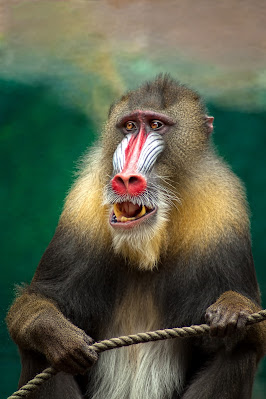 The Top 5 Myths About Baboons