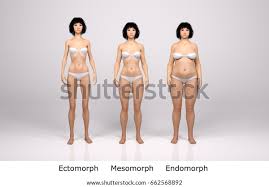 Female body model 3d free | Female Body model 3D