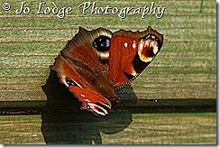 IMG_9925